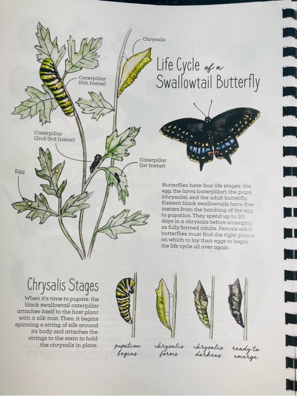 NEW The Seasons Nature Journal The Wild Child’s … 2021 Natalie McCatty - Picture 5 of 14